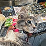 kitten, cat, pet, gray_and_white, collar, pink_collar, whiskers, green_eyes, fur, hand, person, kitchen, countertop, jars, food_packets, indoor, curious, alert, holding, close_up