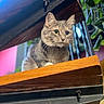Grey joined the competition — help win amazing prizes! animal, background, beam, cat, closeup, collar, curious, ears, feline, focus, gray_tabby, greenery, houseplant, indoor, looking, pet, sitting, whiskers, wood, yellow_eyes