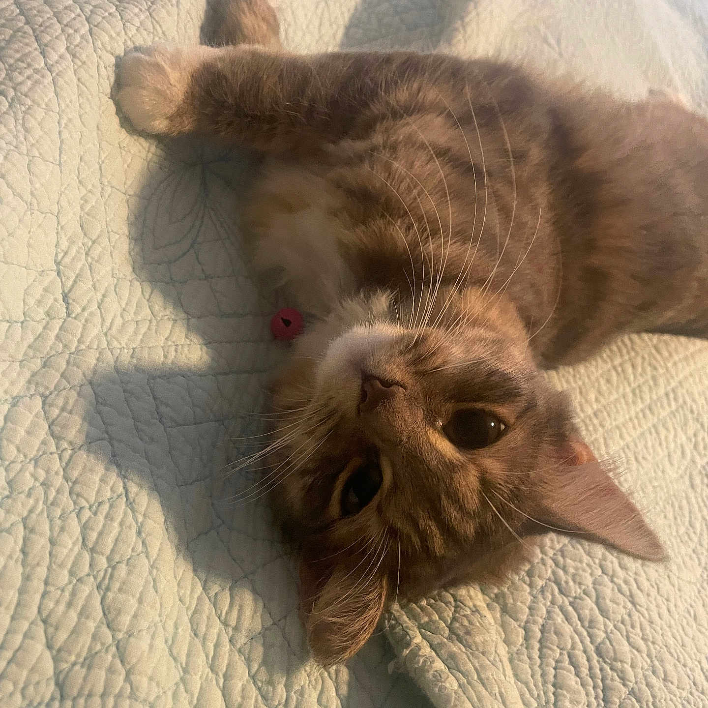 Grey is registered to the contest to win money with this photo: cat, tabby, pet, feline, whiskers, quilt, bedspread, indoor, relaxed, sleepy, cute, fur, animal, domestic, paw, ear, closeup, texture, resting, sunlight