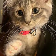 Gray is registered to the contest to win money with this photo: kitten, cat, paw, collar, whiskers, curious, feline, pet, indoor, closeup, animal, cute, fur, young, playful, domestic, mammal, portrait, gray, adorable