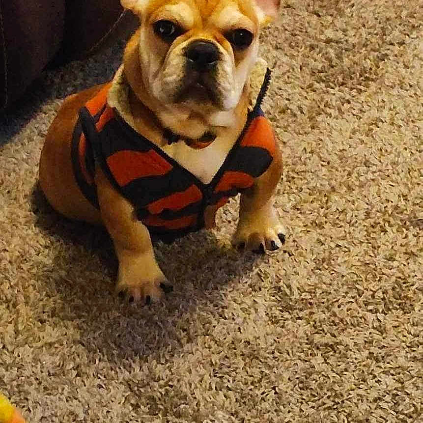 Yoda