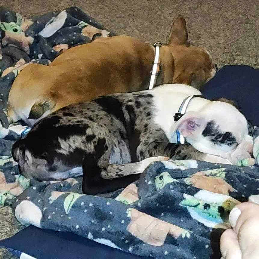 Champ joined the competition — help win amazing prizes! animal, barefoot, blanket, bostonbull, boxer, bulldog, canine, couch, cushion, dog, furniture, homedecor, hound, indoors, interiordesign, person, pet, puppy, quilt, sleeping