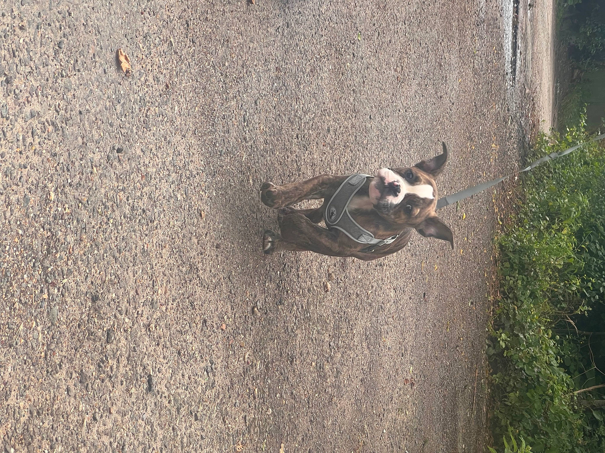 Kenzo is registered to the contest to win money with this photo: asphalt, carnivore, concrete, dog, dog_breed, felidae, flooring, grass, landscape, plant, road_surface, shadow, small_to_medium_sized_cats, soil, sporting_group, tail, terrestrial_animal, tree, wildlife, wood