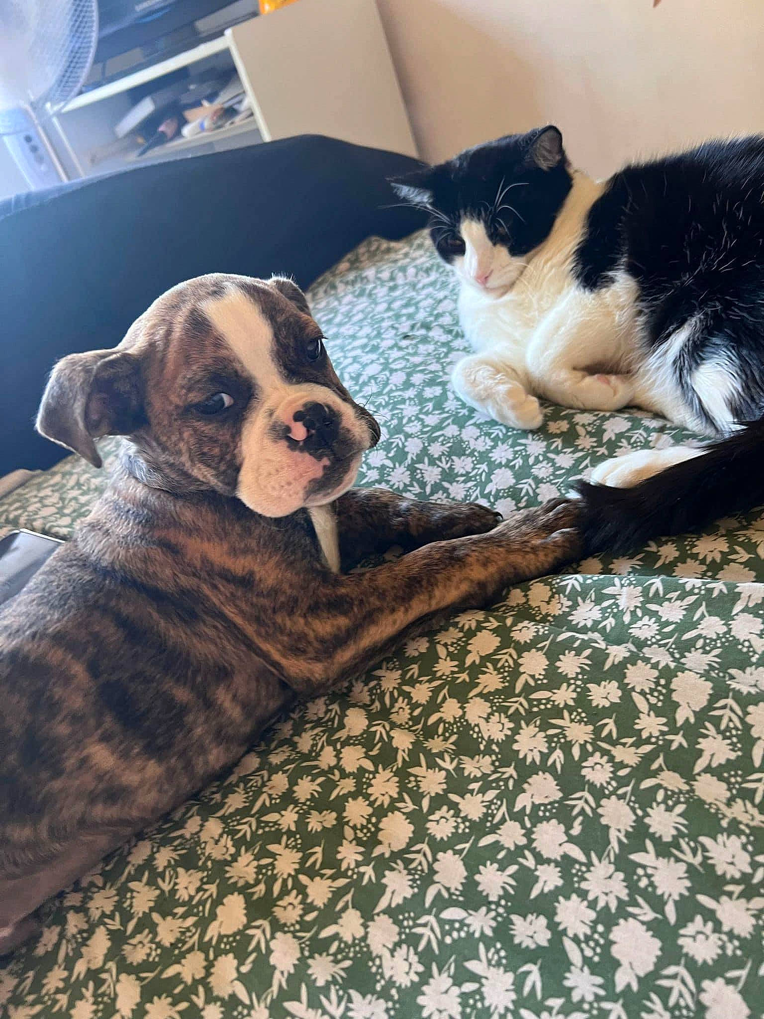 Kenzo is registered to the contest to win money with this photo: canidae, carnivore, cat, comfort, companion_dog, dog, dog_breed, fawn, floor, flooring, fur, hardwood, linens, snout, sporting_group, textile, toy_dog, whiskers, wood, working_animal