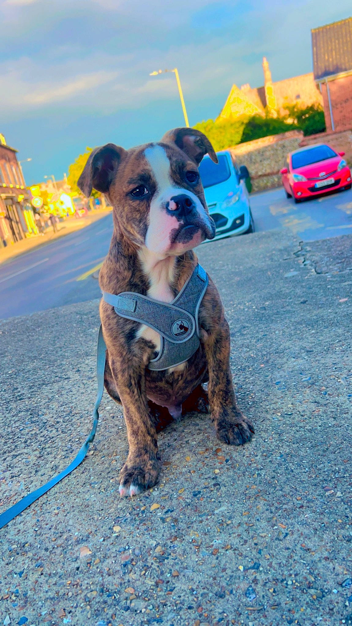 Kenzo joined the competition — help win amazing prizes! canidae, car, carnivore, cloud, collar, companion_dog, dog, dog_breed, dog_collar, dog_supply, electric_blue, fawn, leash, liver, pet_supply, sky, snout, sporting_group, wheel, working_animal