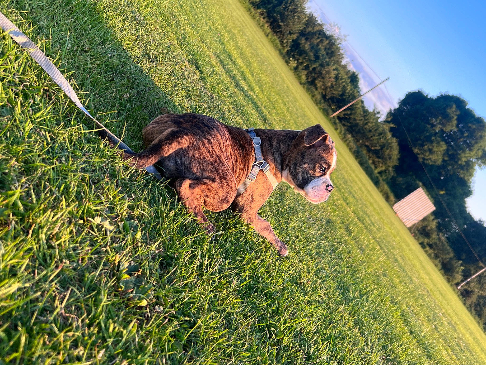 Kenzo joined the competition — help win amazing prizes! canidae, carnivore, companion_dog, dog, dog_breed, fawn, field, grass, grass_family, grassland, happy, lawn, leash, meadow, people_in_nature, plant, sky, sunlight, tail, tree