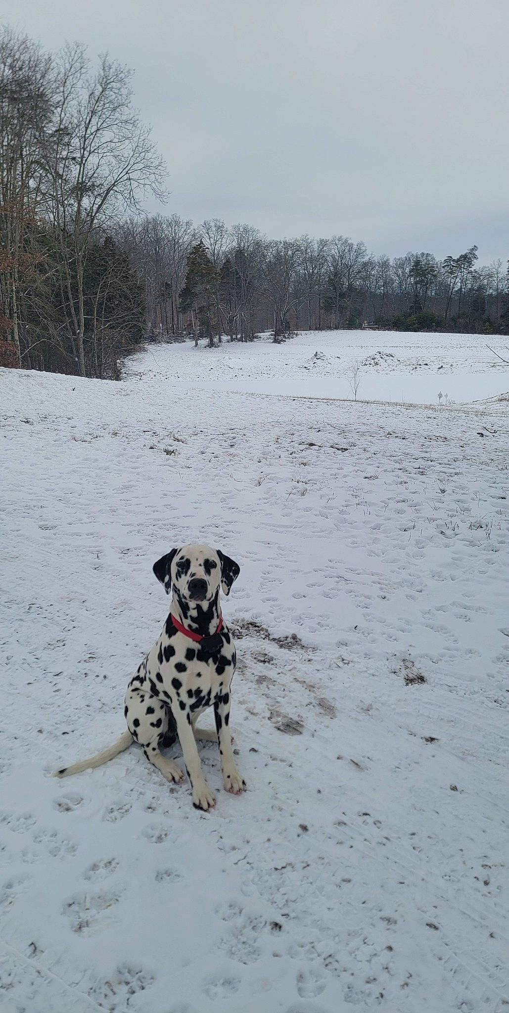 Dipstick joined the competition — help win amazing prizes! canidae, carnivore, cloud, collar, companion_dog, dalmatian, dog, dog_breed, dog_collar, dog_supply, freezing, pet_supply, plant, precipitation, sky, snow, sporting_group, tail, tree, winter