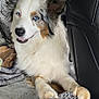 dog, blue_eyes, fluffy, car_interior, blanket, seat, window, nature_outside, paw, fur, resting, pet, canine, leisure, travel, companion, comfort, animal, indoor, relaxed