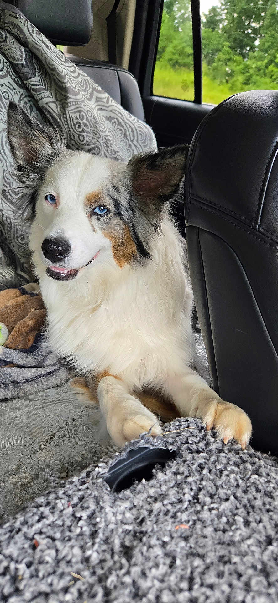 Theia joined the competition — help win amazing prizes! dog, blue_eyes, fluffy, car_interior, blanket, seat, window, nature_outside, paw, fur, resting, pet, canine, leisure, travel, companion, comfort, animal, indoor, relaxed