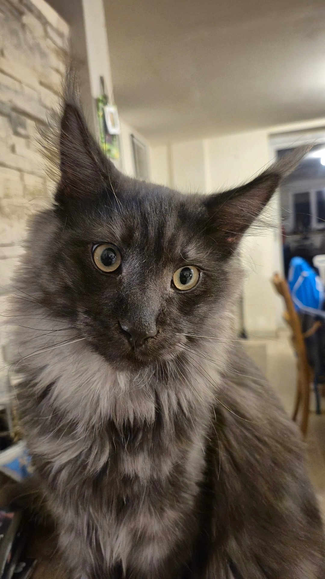 Apollon participe au concours pour gagner de l'argent avec cette photo : cat, fluffy, gray, indoor, pet, whiskers, curious, close_up, feline, animal, mammal, ears, eyes, fur, domestic, portrait, house, window, furniture, soft_lighting