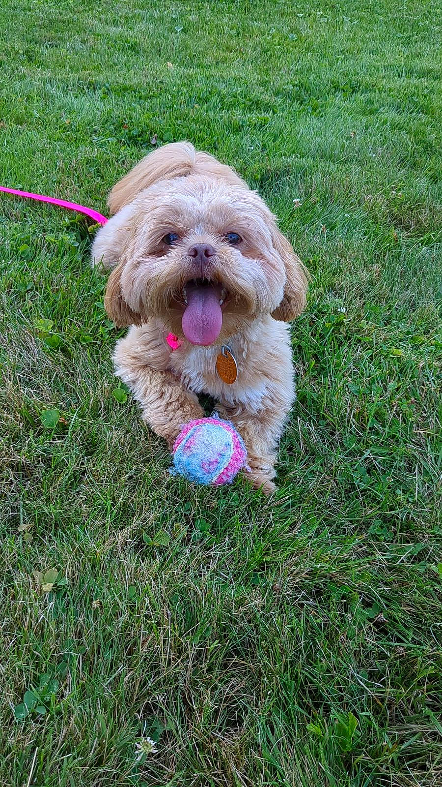 Sprout joined the competition — help win amazing prizes! canidae, carnivore, collar, companion_dog, dog, dog_breed, dog_collar, dog_supply, fashion_accessory, fur, grass, leash, liver, non_sporting_group, pet_supply, poodle_crossbreed, sporting_group, terrier, toy_dog, water_dog