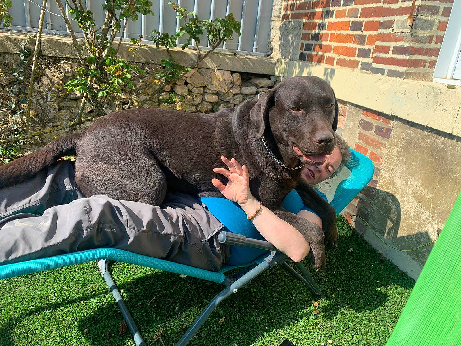 Oscar a rejoint le concours — aidez-le/la à gagner de superbes lots ! canidae, carnivore, chair, collar, comfort, companion_dog, dog, dog_breed, dog_collar, dog_supply, fawn, grass, gun_dog, leisure, liver, outdoor_furniture, plant, sitting, sporting_group, window