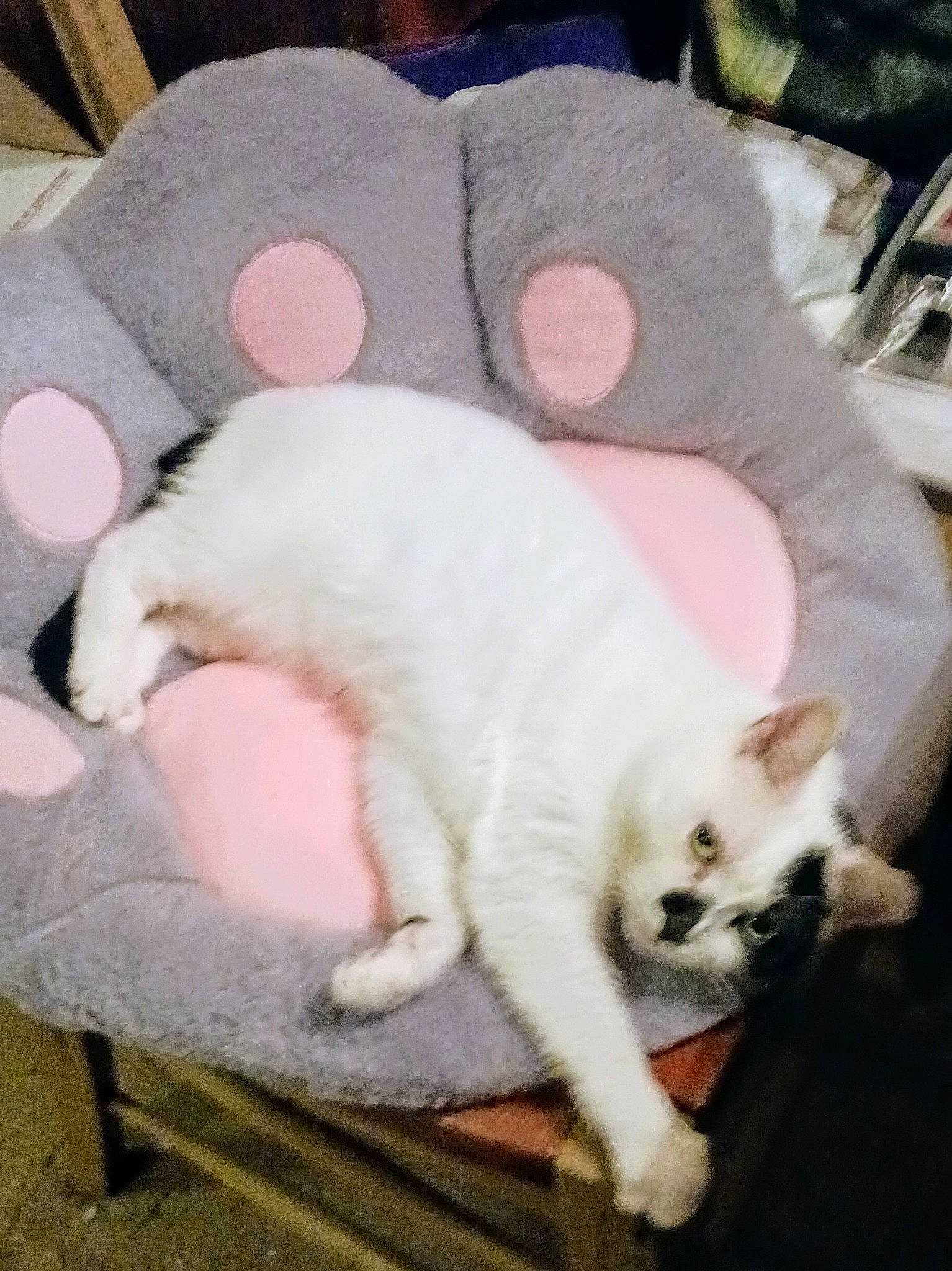 Mush joined the competition — help win amazing prizes! carnivore, cat, cat_bed, cat_supply, claw, comfort, companion_dog, domestic_short_haired_cat, fawn, felidae, fur, linens, nap, paw, pet_supply, pink, small_to_medium_sized_cats, snout, tail, whiskers