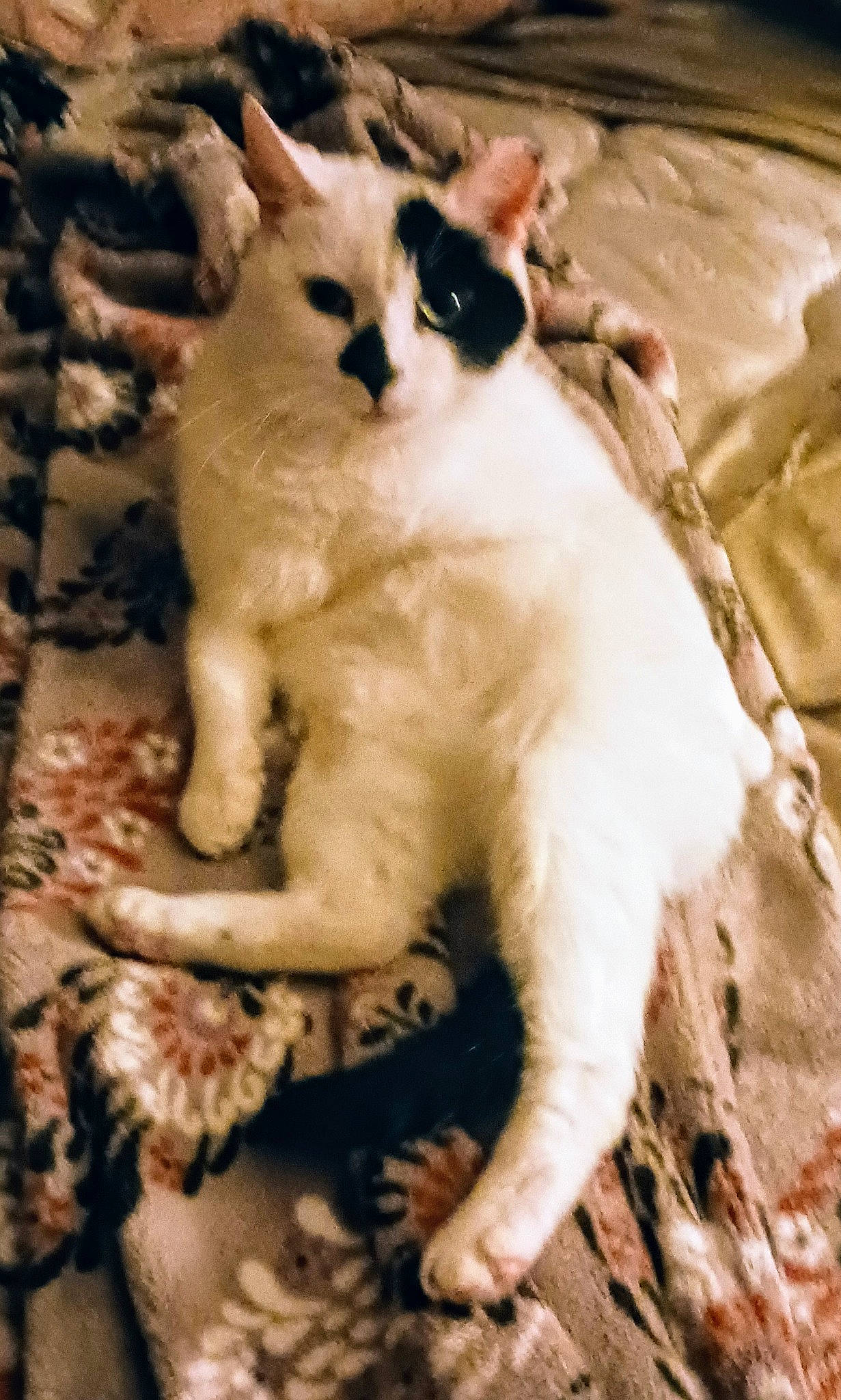 Mush joined the competition — help win amazing prizes! balinese, carnivore, cat, claw, comfort, domestic_short_haired_cat, fang, fawn, felidae, foot, fur, paw, siamese, small_to_medium_sized_cats, snout, tail, terrestrial_animal, thai, whiskers, wood