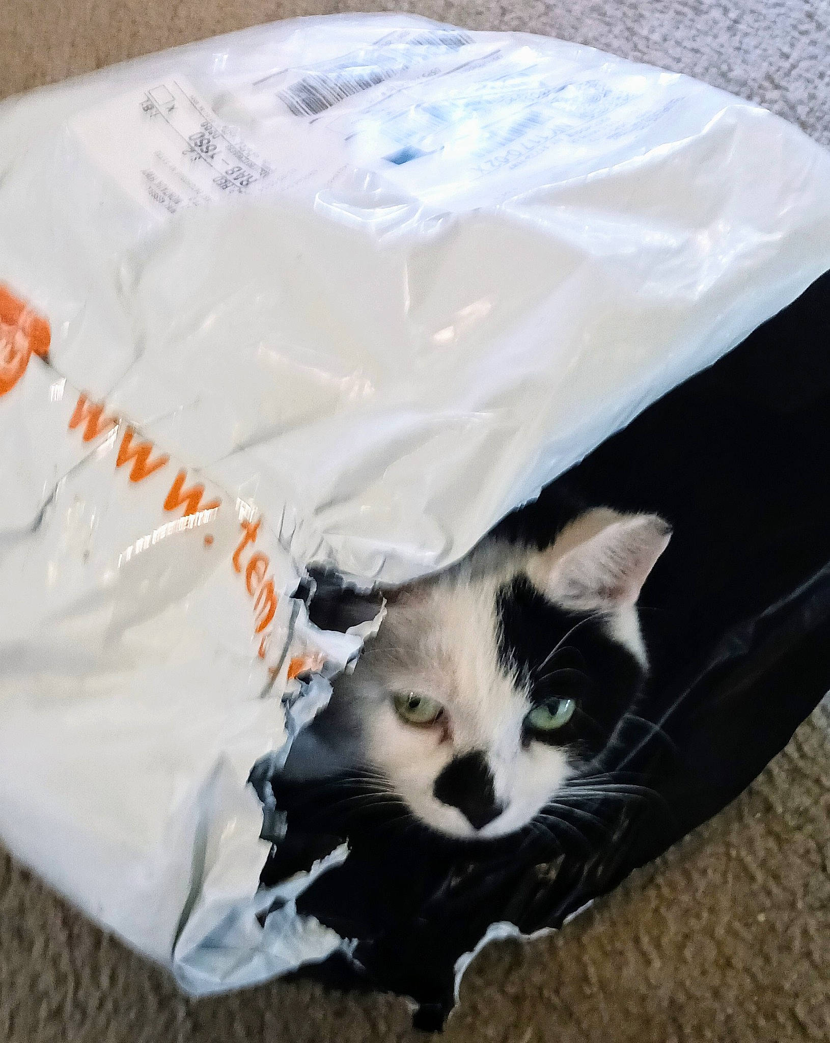 Mush joined the competition — help win amazing prizes! bag, box, carnivore, cat, comfort, domestic_short_haired_cat, felidae, fur, linens, packaging_and_labeling, paper_product, paw, plastic_bag, small_to_medium_sized_cats, tail, whiskers