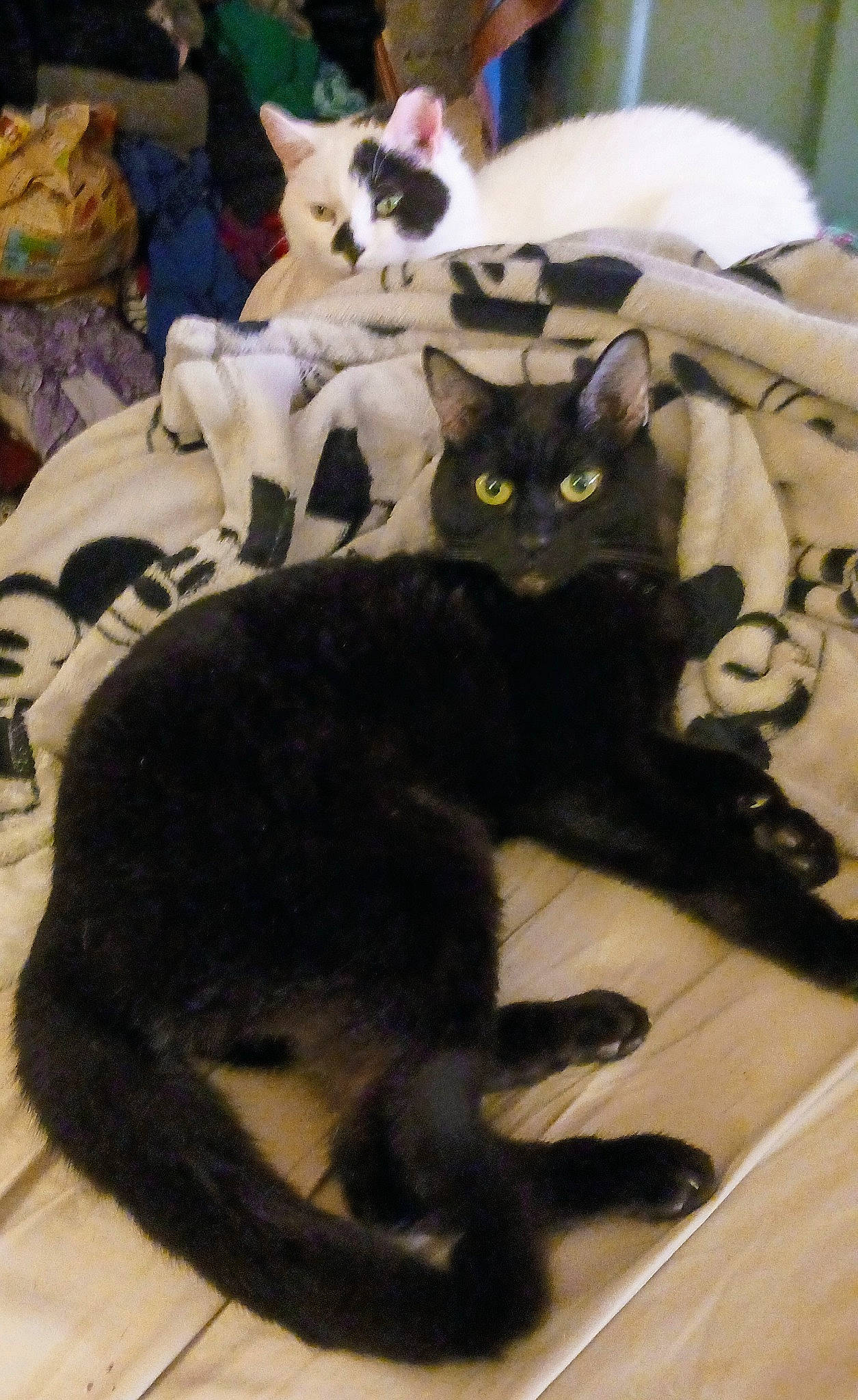 Pepper is registered to the contest to win money with this photo: bombay, carnivore, cat, claw, comfort, domestic_short_haired_cat, felidae, fur, mammal, plant, small_to_medium_sized_cats, snapshot, tail, terrestrial_animal, vertebrate, whiskers