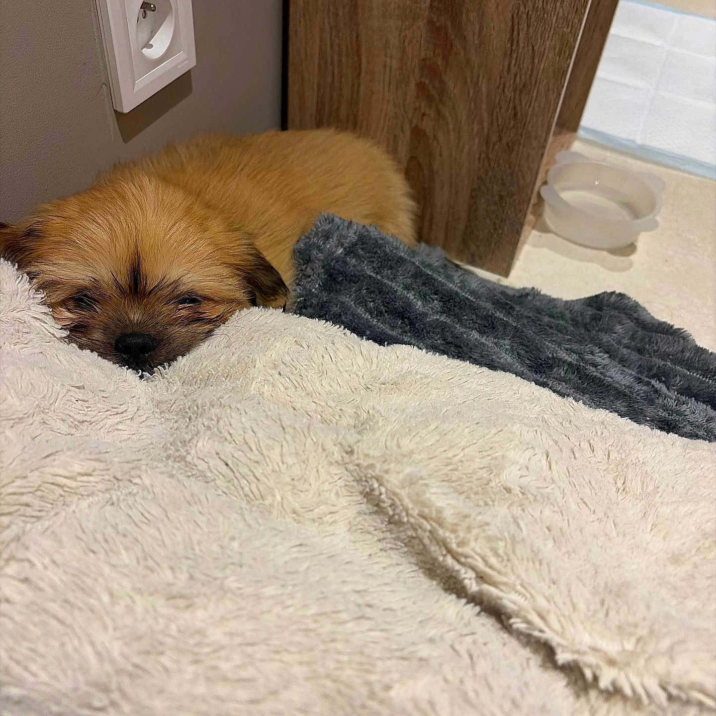 Boo