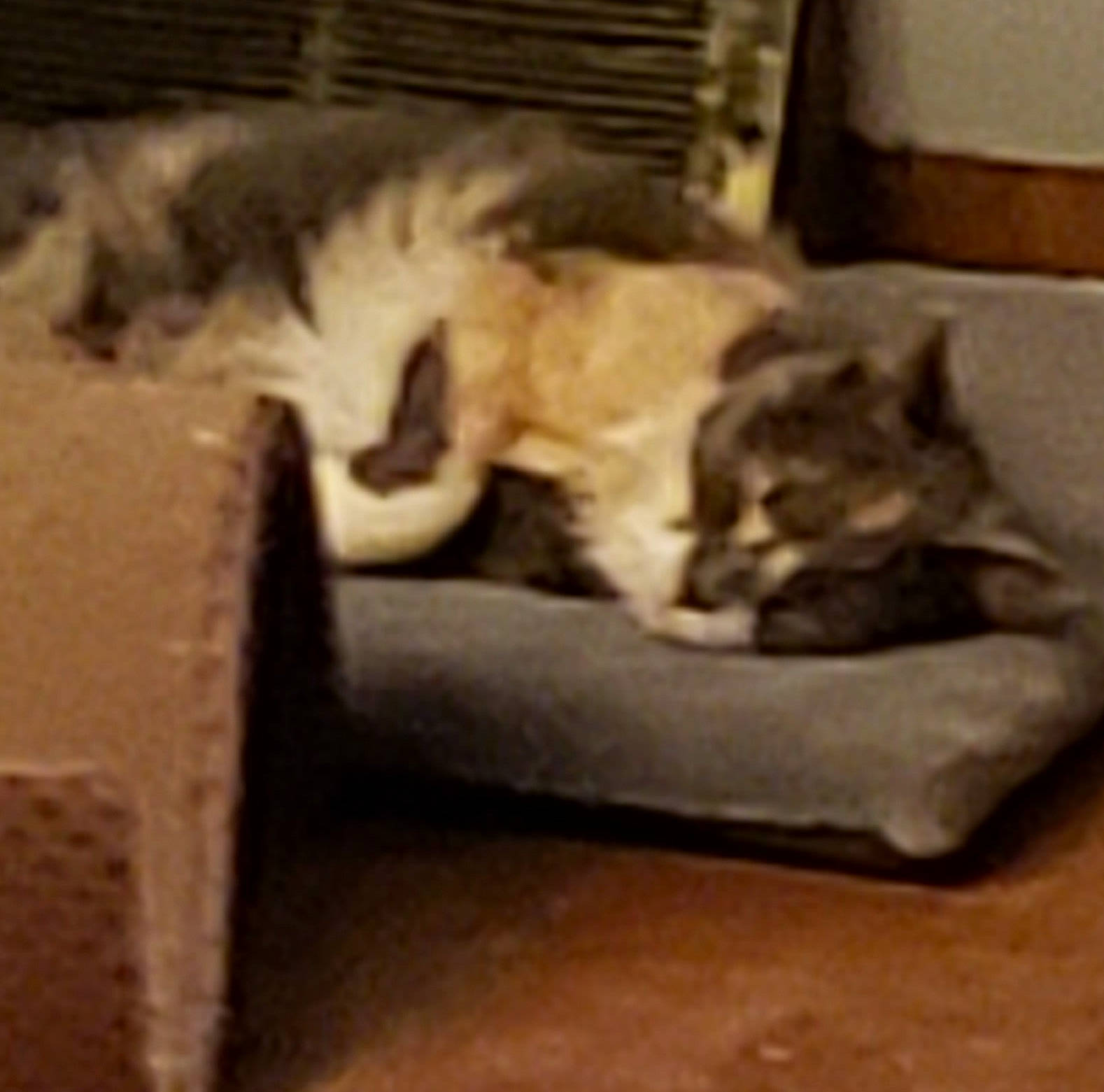 Skeeter is registered to the contest to win money with this photo: aegean_cat, american_curl, asian, carnivore, cat, cat_bed, domestic_short_haired_cat, european_shorthair, felidae, fur, kitten, munchkin, nap, norwegian_forest_cat, paw, polydactyl_cat, small_to_medium_sized_cats, tabby_cat, tail, whiskers