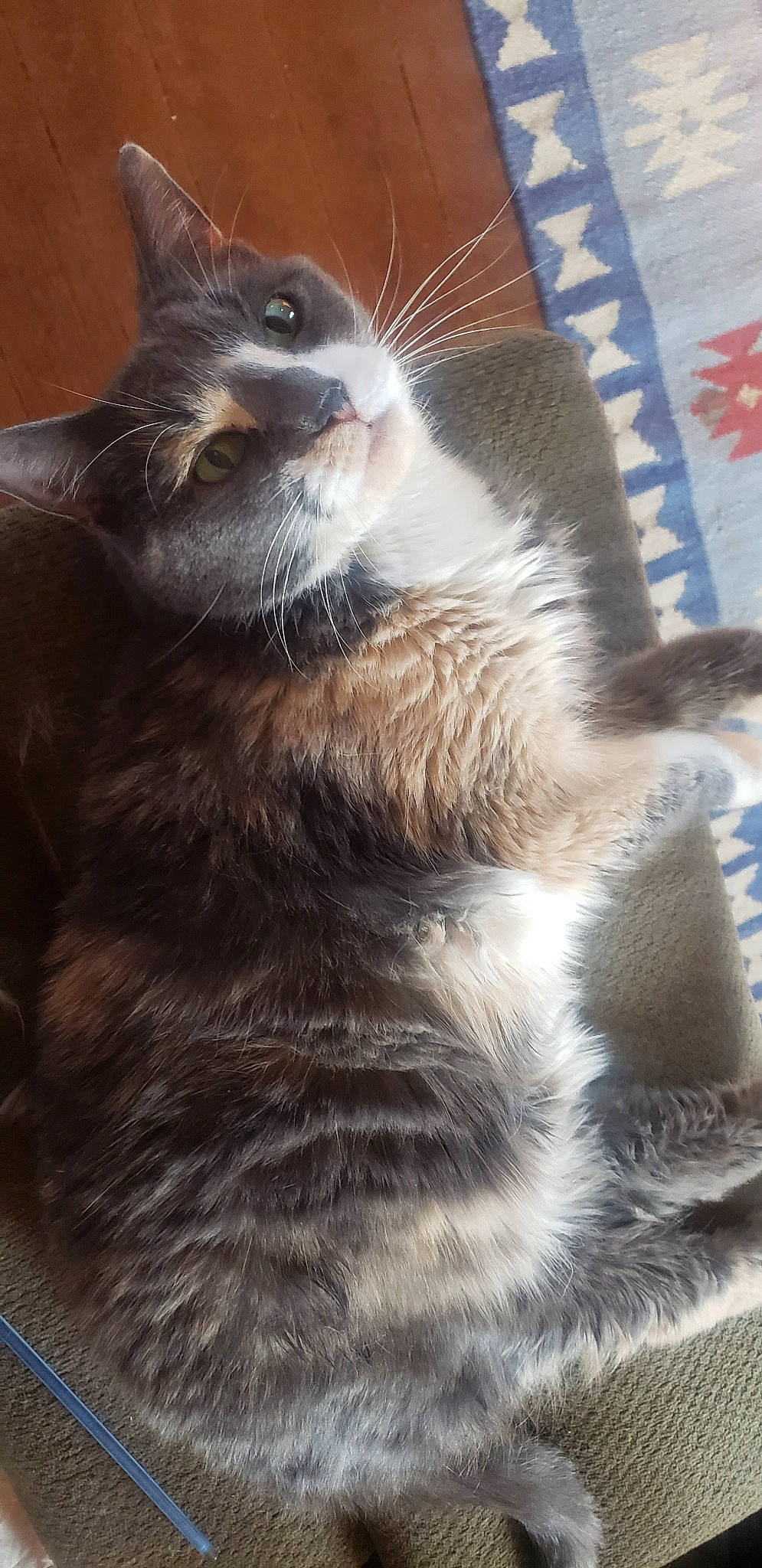 Skeeter is registered to the contest to win money with this photo: aegean_cat, carnivore, cat, domestic_short_haired_cat, european_shorthair, felidae, fur, kitten, mammal, small_to_medium_sized_cats, snout, tabby_cat, tail, whiskers