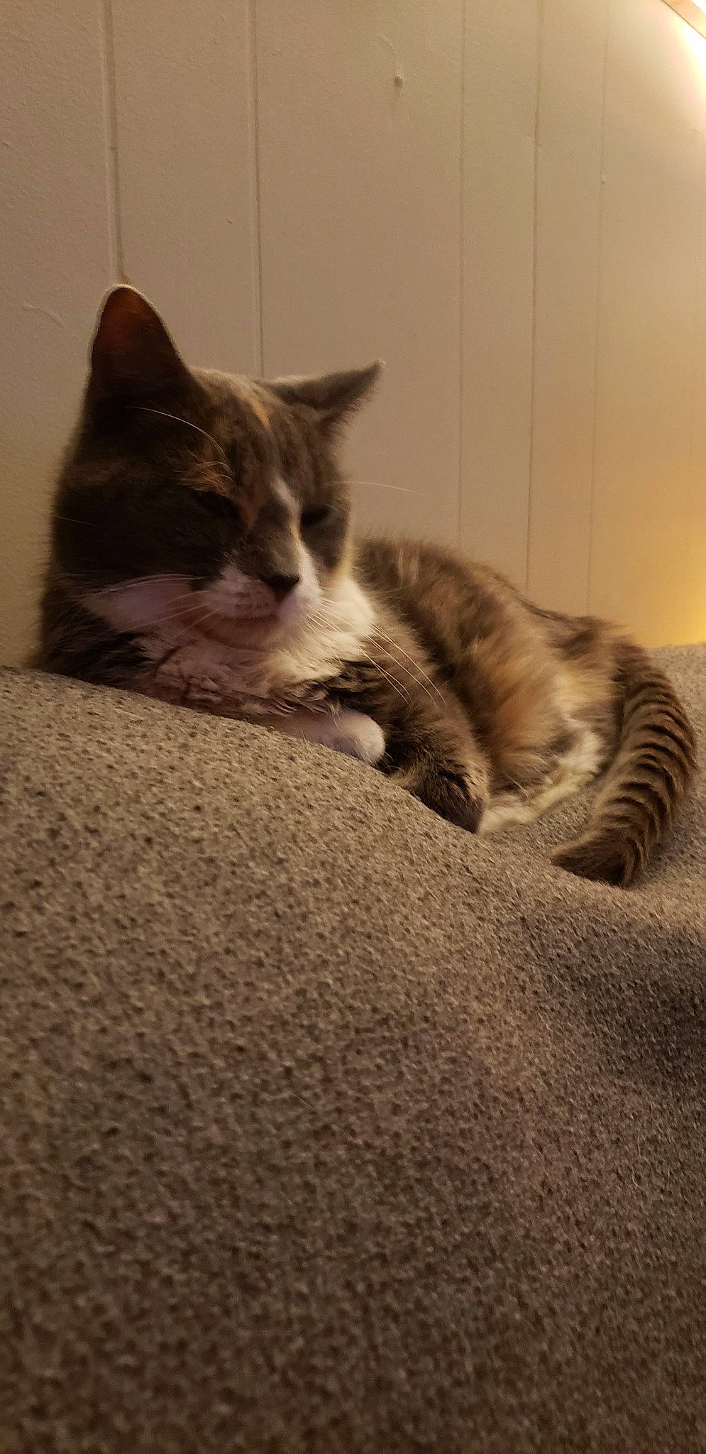 Skeeter joined the competition — help win amazing prizes! aegean_cat, american_shorthair, asian, carnivore, cat, domestic_short_haired_cat, dragon_li, ear, european_shorthair, felidae, fur, kitten, nap, paw, sleep, small_to_medium_sized_cats, tabby_cat, tail, whiskers