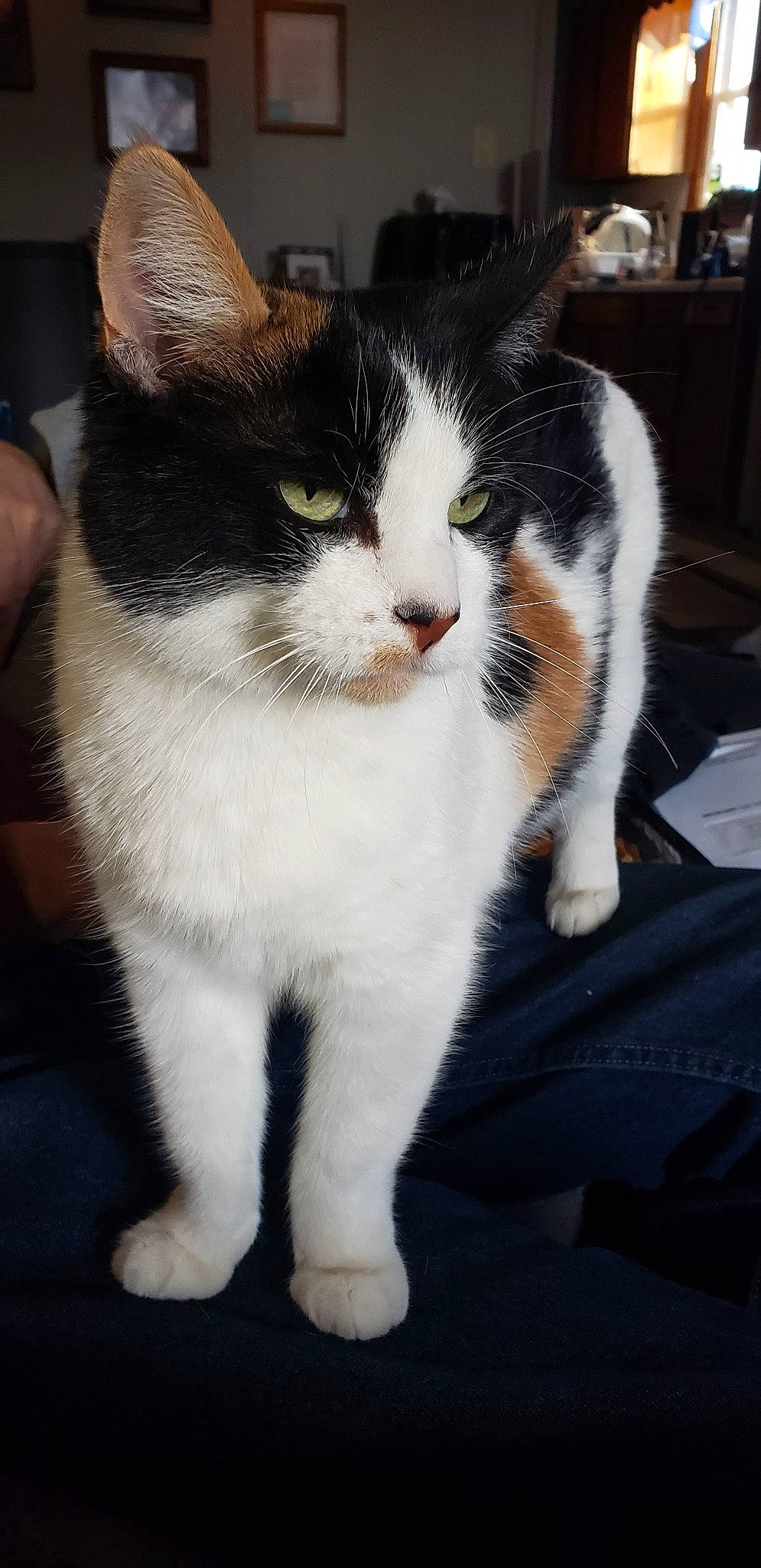 Calico joined the competition — help win amazing prizes! aegean_cat, american_wirehair, carnivore, cat, domestic_short_haired_cat, european_shorthair, felidae, fur, japanese_bobtail, kitten, mammal, polydactyl_cat, small_to_medium_sized_cats, tail, vertebrate, whiskers