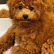 Mork joined the competition — help win amazing prizes! adorable, animal, brown, close_up, companion, curly_fur, cute, dog, eyes, face, fluffy, fur, indoors, leash, lying_down, nose, pet, puppy, relaxed, soft_texture