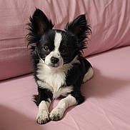 Athena participe au concours pour gagner de l'argent avec cette photo : dog, chihuahua, black_and_white, small_dog, pet, animal, lying_down, couch, pink_couch, indoor, fur, ears, cute, portrait, looking_at_camera, domestic_animal, companion, relaxed, home, mammal