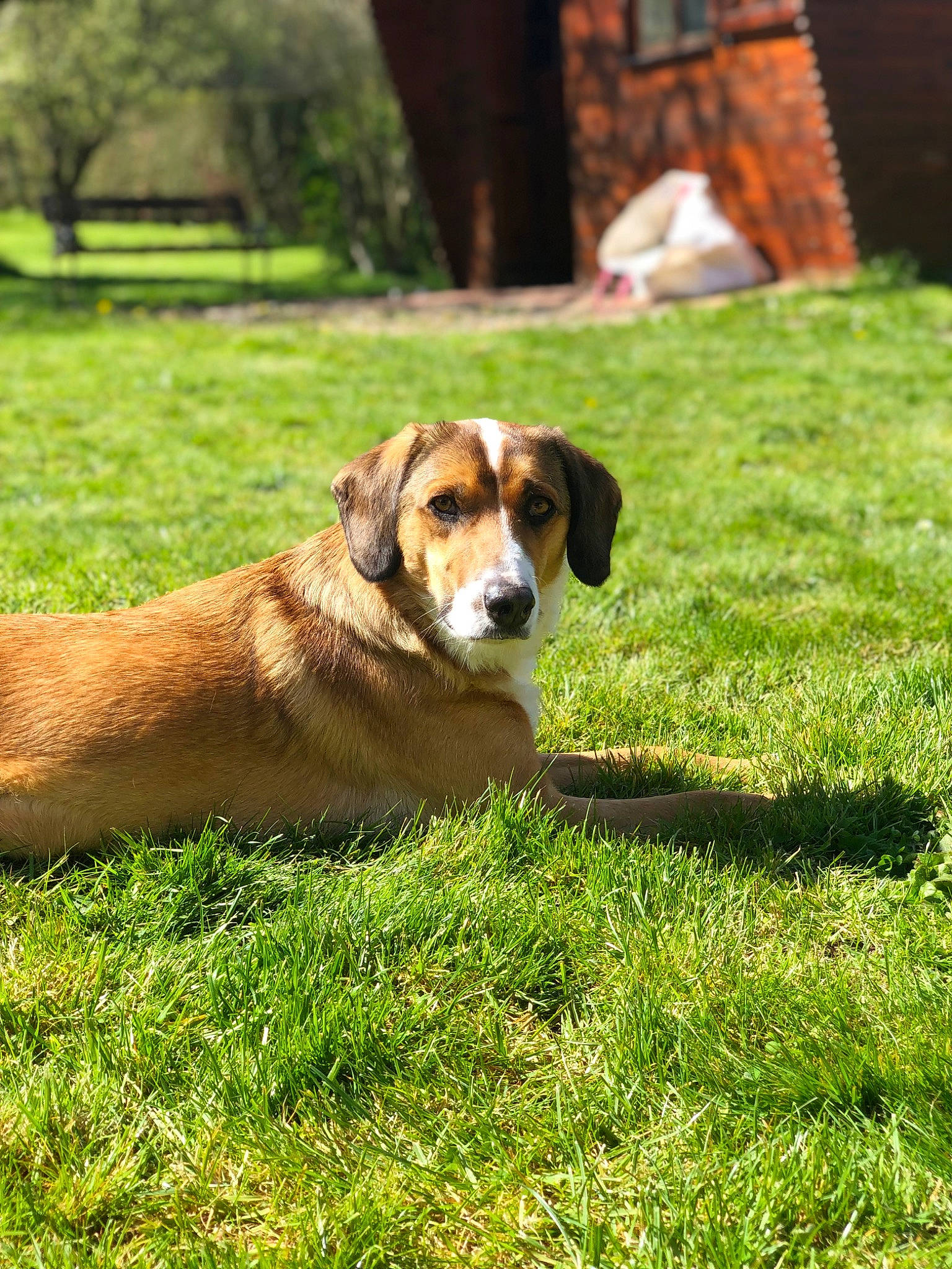 Pulco participe au concours pour gagner de l'argent avec cette photo : carnivore, companion_dog, dog, dog_breed, fawn, grass, grassland, groundcover, hound, hunting_dog, landscape, natural_landscape, plant, puppy, sporting_group, tail, terrestrial_animal, tree, working_animal, working_dog