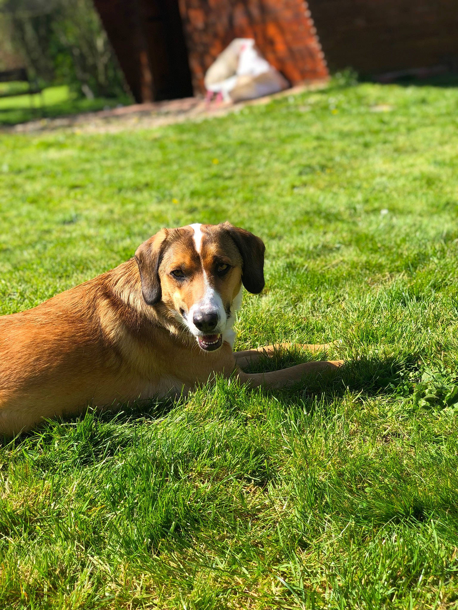 Pulco participe au concours pour gagner de l'argent avec cette photo : canidae, carnivore, companion_dog, dog, dog_breed, fawn, grass, groundcover, gun_dog, hound, hunting_dog, landscape, plant, scent_hound, sporting_group, tail, terrestrial_animal, tree, working_animal, working_dog