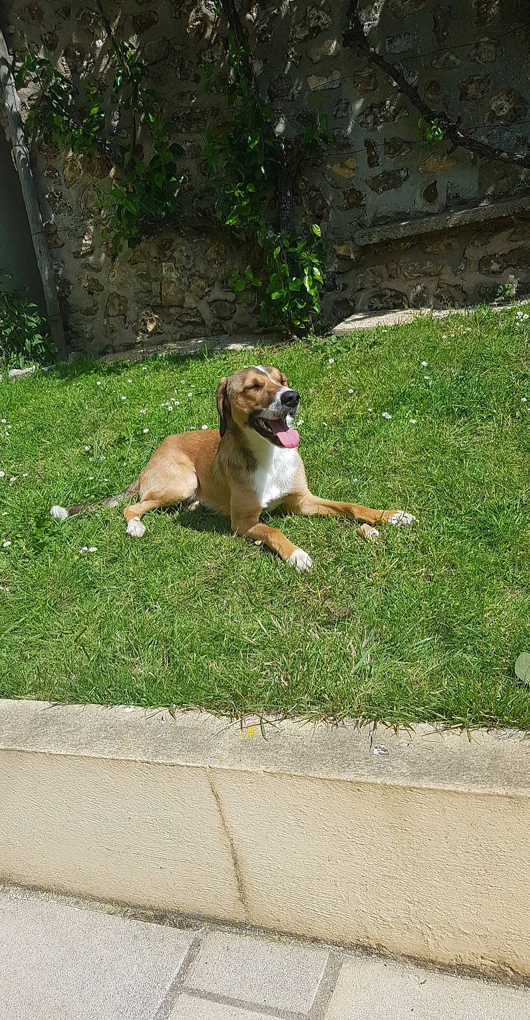 Pulco a rejoint le concours — aidez-le/la à gagner de superbes lots ! art, canidae, carnivore, companion_dog, concrete, dog, dog_breed, fawn, grass, groundcover, landscape, paw, plant, road_surface, sidewalk, snout, sporting_group, tail, working_animal, working_dog