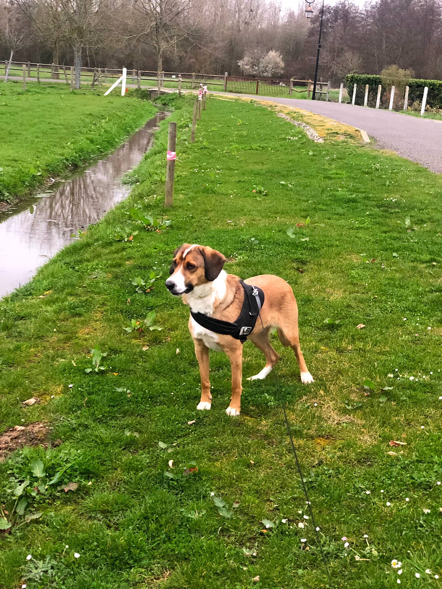 Pulco a rejoint le concours — aidez-le/la à gagner de superbes lots ! canidae, carnivore, companion_dog, dog, dog_breed, fawn, garden, grass, grass_family, grassland, groundcover, landscape, lawn, meadow, pasture, plant, sky, sporting_group, tail, tree