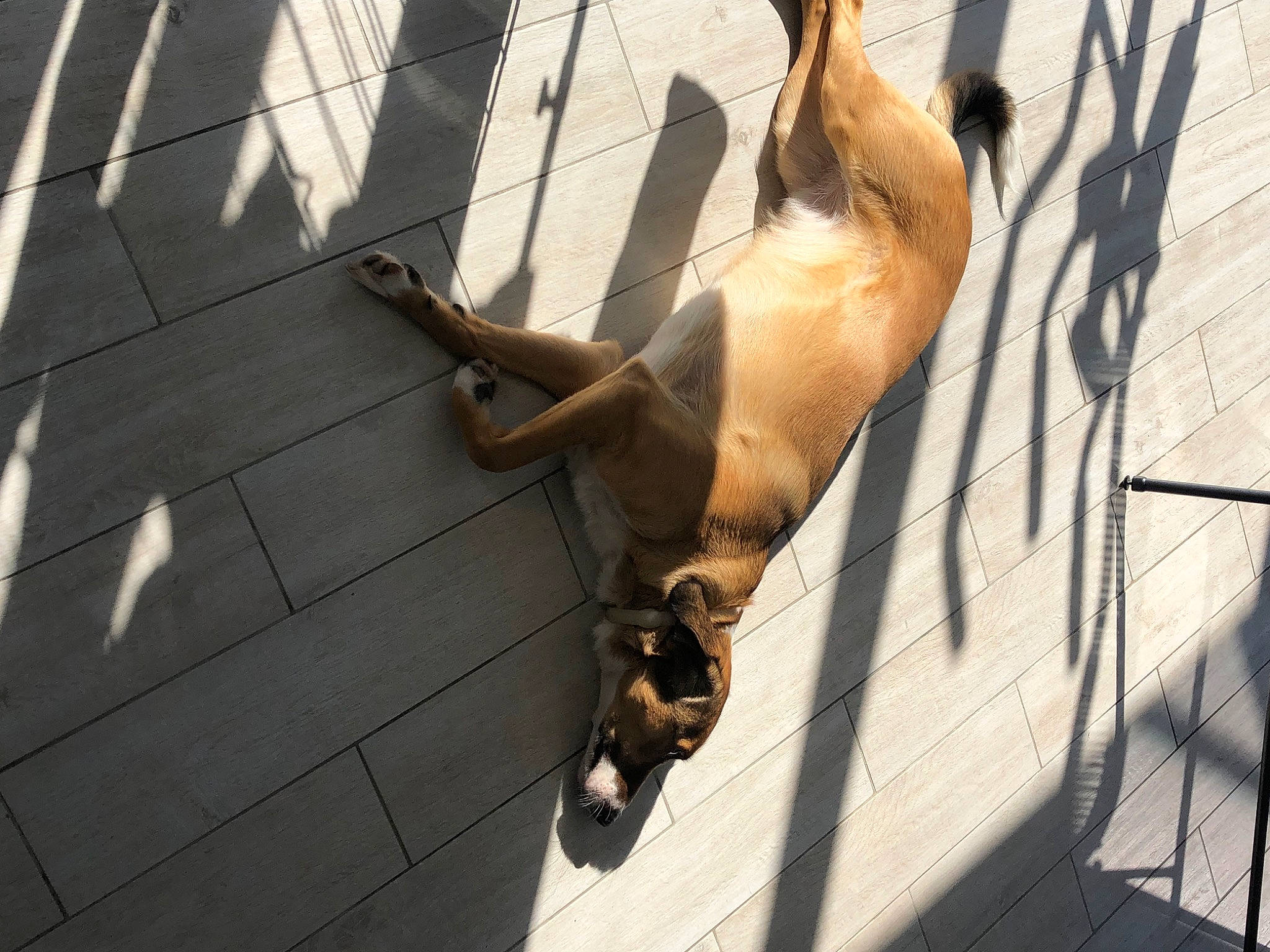 Pulco a rejoint le concours — aidez-le/la à gagner de superbes lots ! canidae, carnivore, companion_dog, dog, dog_breed, fawn, felidae, metal, paw, shadow, small_to_medium_sized_cats, snout, sporting_group, street_dog, tail, terrestrial_animal, wildlife, wood, working_animal