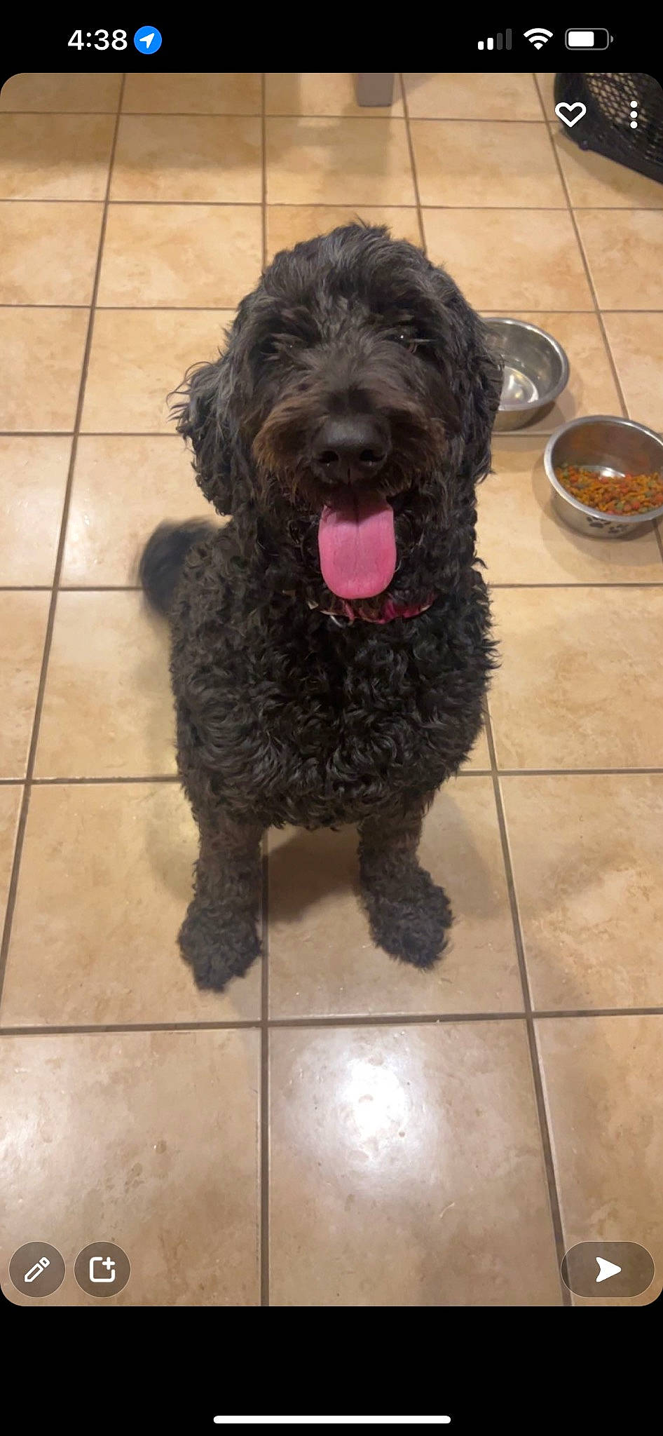 Bristol is registered to the contest to win money with this photo: canidae, carnivore, companion_dog, dog, dog_breed, dog_collar, flooring, fur, labradoodle, liver, poodle, portuguese_water_dog, spaniel, terrestrial_animal, terrier, tile_flooring, toy_dog, water_dog, working_animal, working_dog