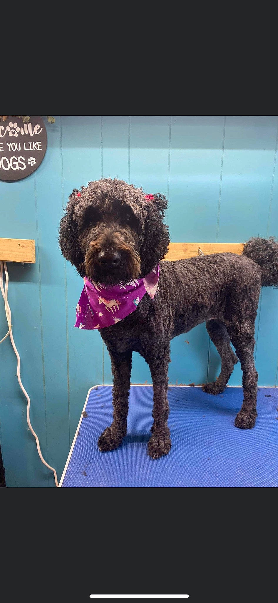 Bristol joined the competition — help win amazing prizes! canidae, carnivore, collar, companion_dog, dog, dog_breed, dog_collar, dog_supply, fur, labradoodle, liver, pet_supply, poodle, snout, sporting_group, standard_poodle, terrier, toy_dog, water_dog, working_animal