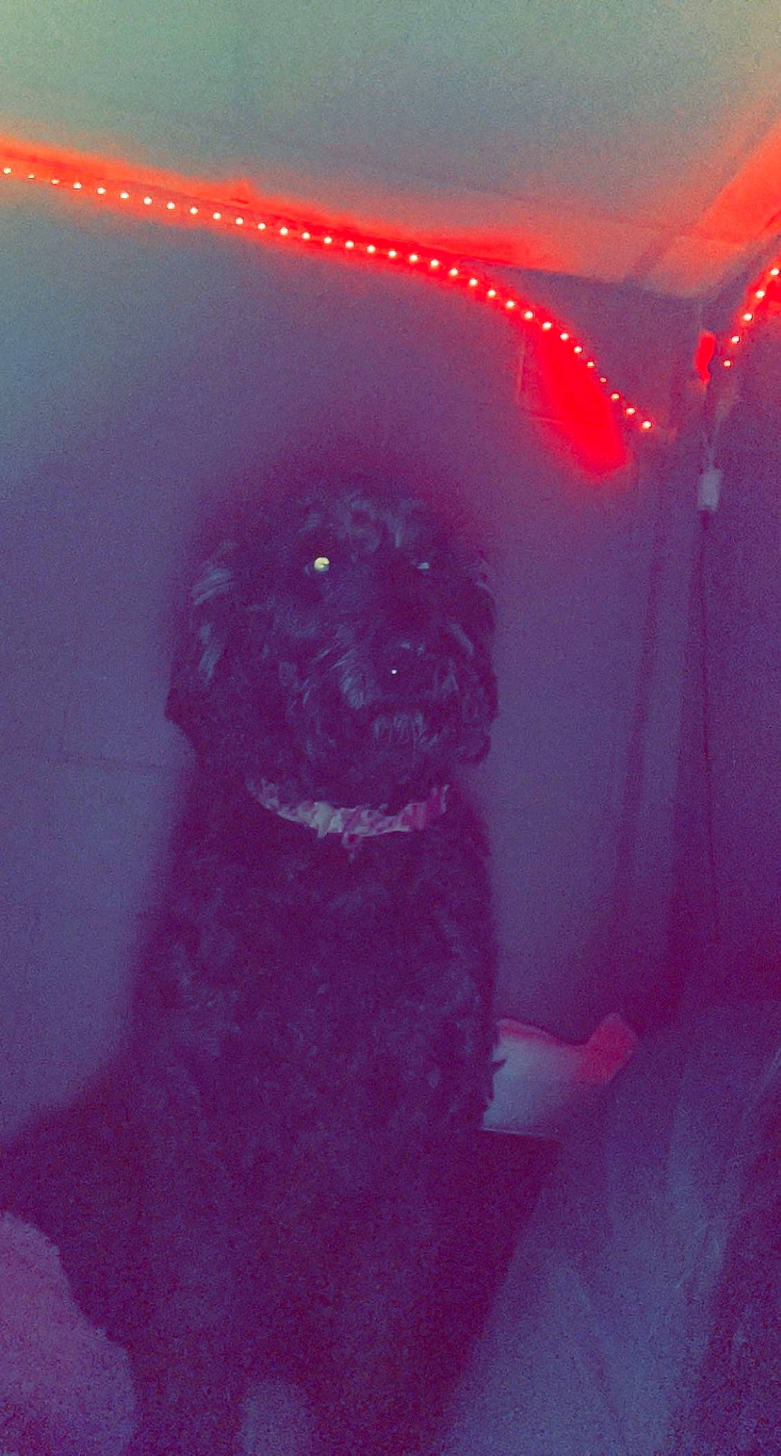 Bristol is registered to the contest to win money with this photo: automotive_lighting, canidae, carnivore, companion_dog, dog, dog_breed, electric_blue, event, fawn, lens_flare, magenta, pink, purple, red, snout, sporting_group, tints_and_shades, violet, visual_effect_lighting, working_animal