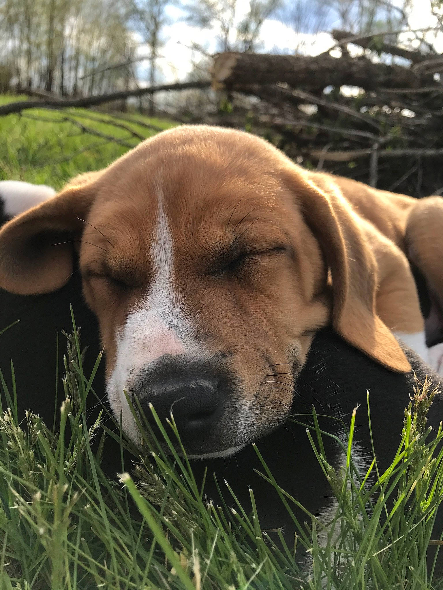 Potato joined the competition — help win amazing prizes! canidae, carnivore, companion_dog, dog, dog_breed, fawn, hunting_dog, mammal, nose, posavac_hound, rare_breed_dog, snout, sporting_group, tosa, vertebrate