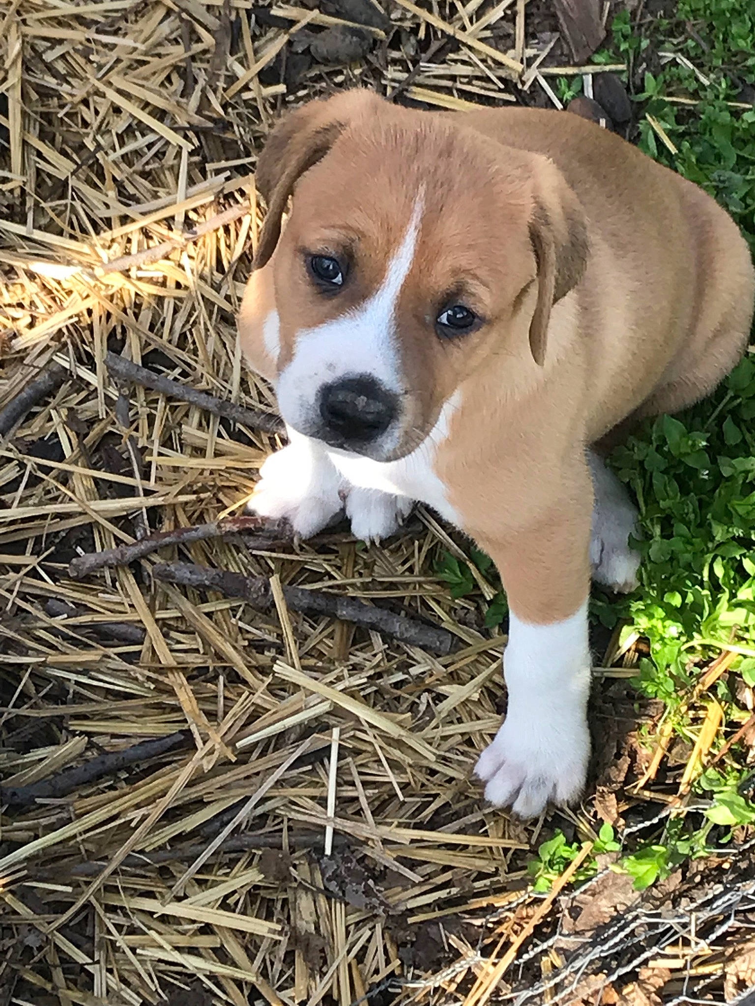 Potato is registered to the contest to win money with this photo: american_foxhound, beagle, canidae, carnivore, companion_dog, dog, dog_breed, fawn, grass, harrier, mammal, mountain_cur, plummer_terrier, posavac_hound, puppy, rare_breed_dog, snout, sporting_group, vertebrate