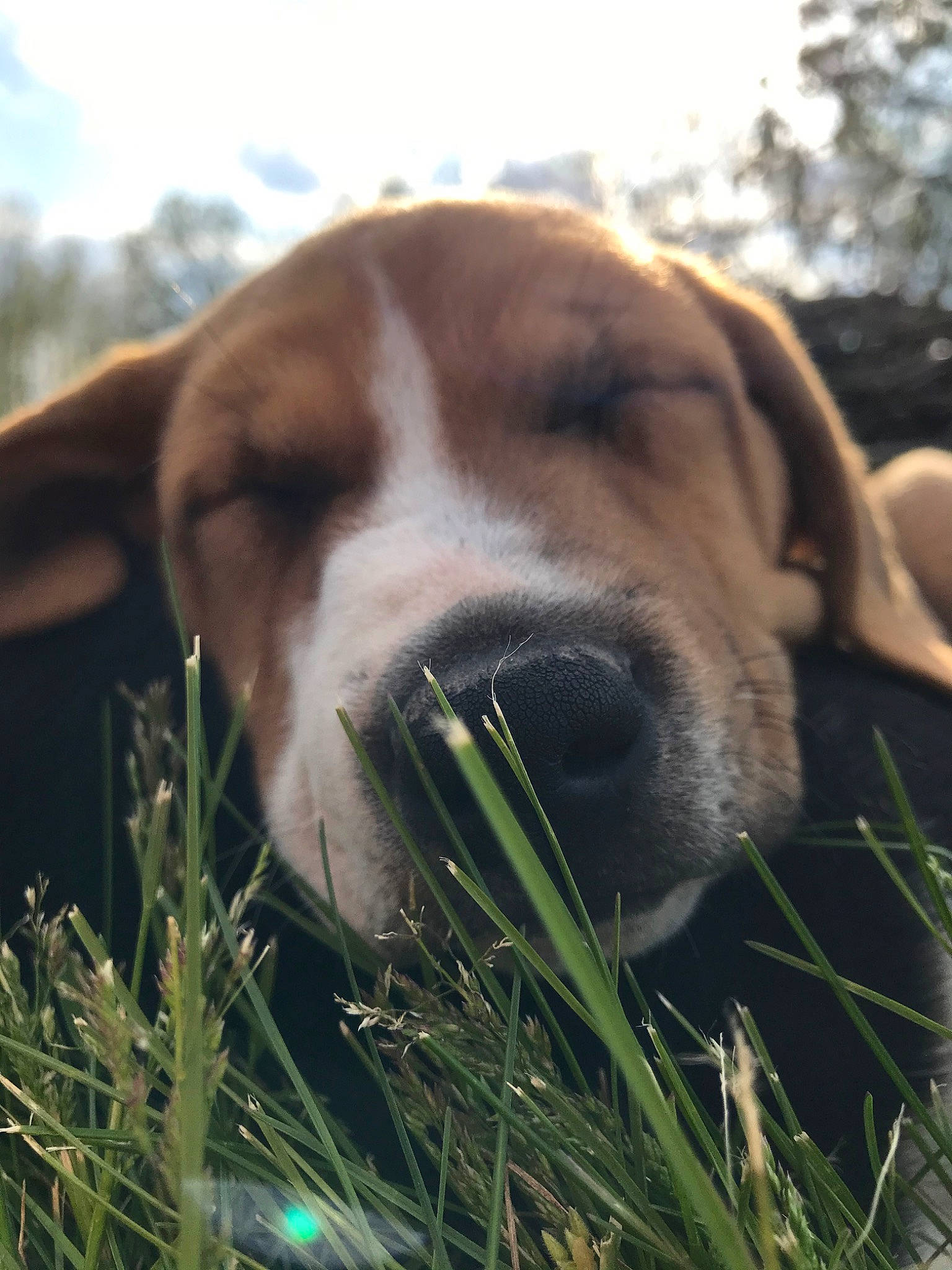 Potato joined the competition — help win amazing prizes! american_foxhound, canidae, carnivore, dog, dog_breed, english_foxhound, fawn, grass, harrier, hound, hunting_dog, mammal, nose, portuguese_pointer, posavac_hound, snout, sporting_group, vertebrate
