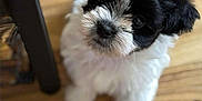 Ace is registered to the contest to win money with this photo: puppy, dog, black_and_white, fluffy, cute, pet, indoor, wooden_floor, small, animal, fur, looking_up, adorable, young, companion, domestic, portrait, friendly, curious, canine