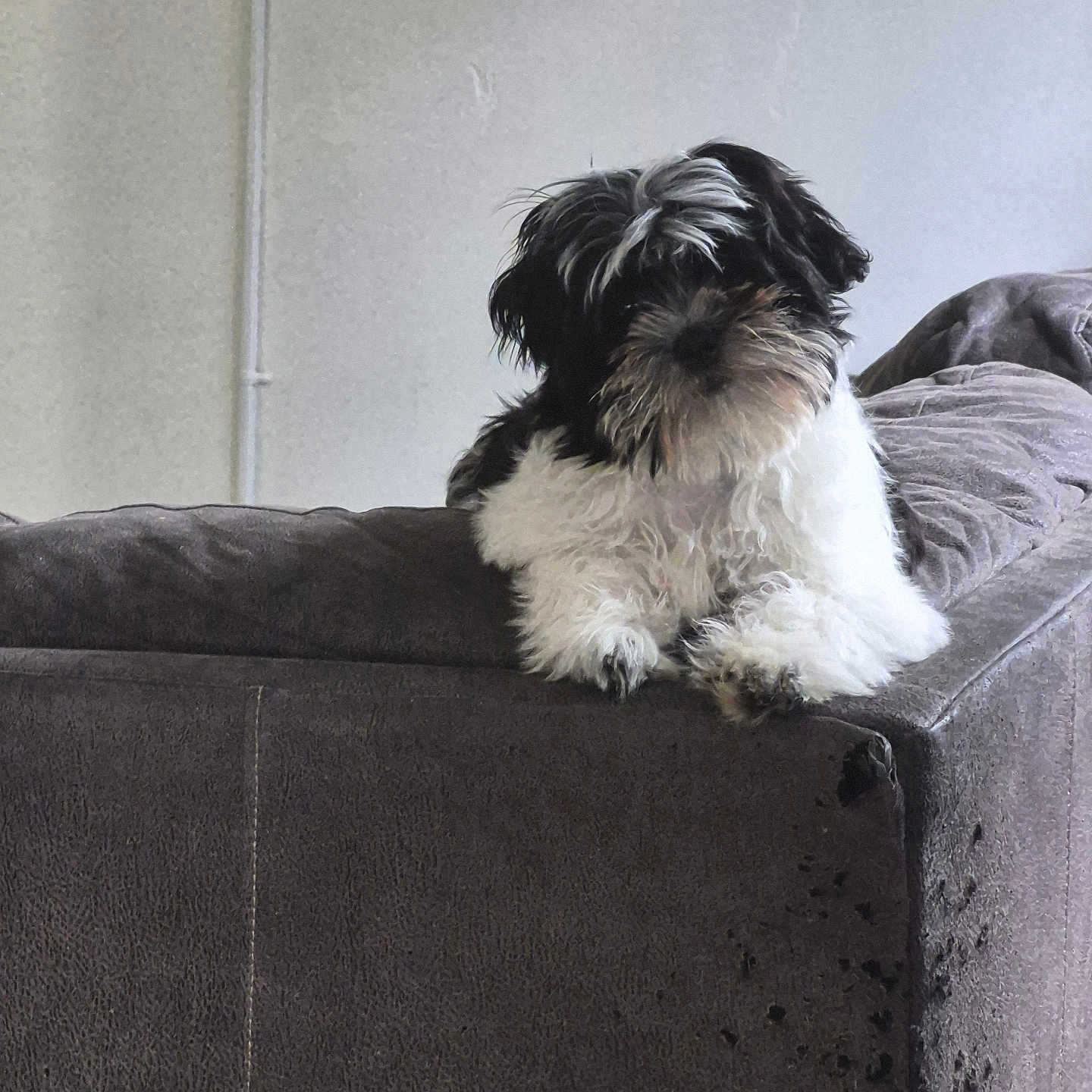 Ace joined the competition — help win amazing prizes! animal, black_and_white, canine, companion, couch, curious, cute, dog, domestic, fluffy, fur, furniture, home, indoor, living_room, pet, relaxed, resting, seated, wall