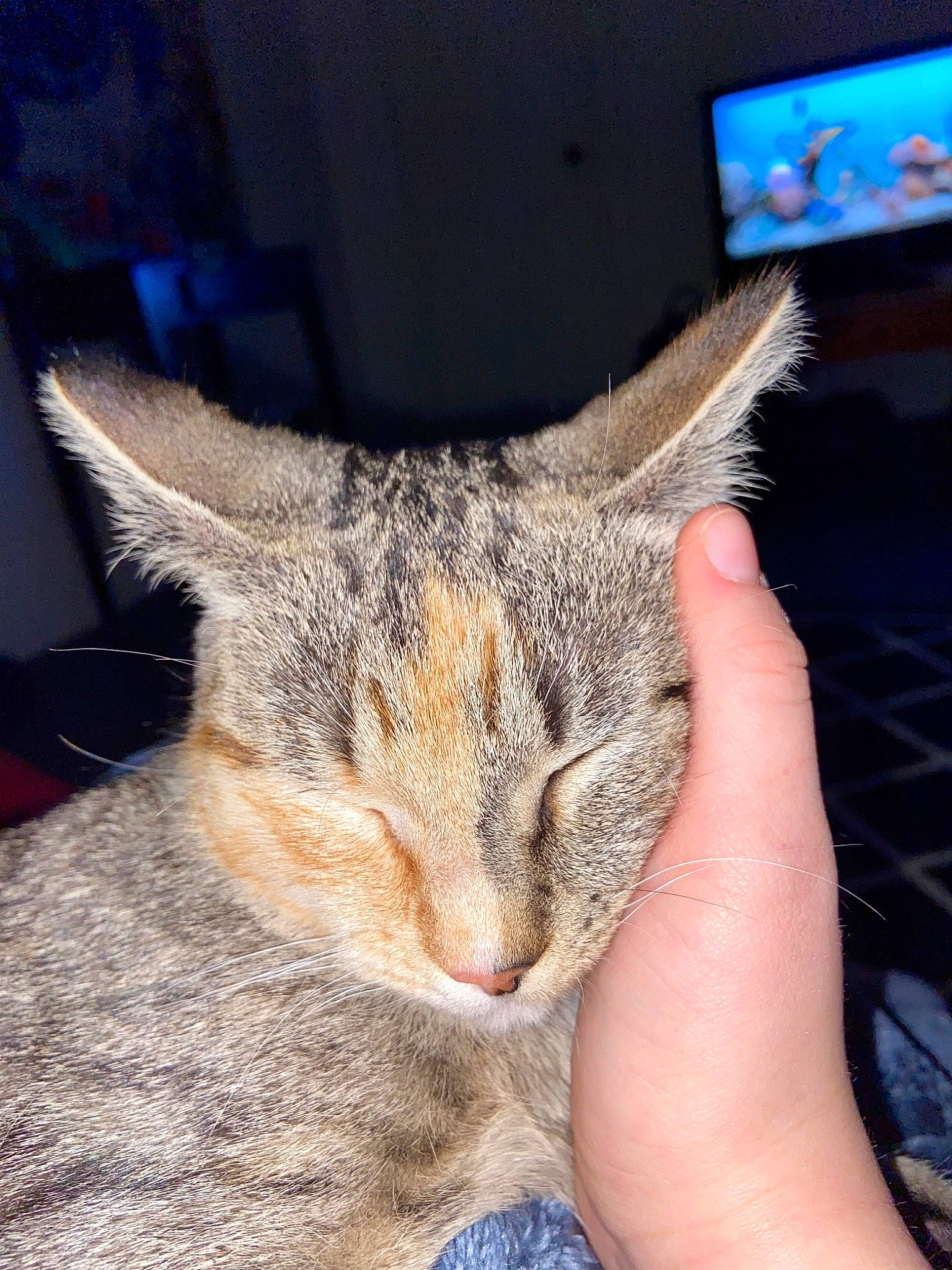 Poppy joined the competition — help win amazing prizes! aegean_cat, asian, carnivore, cat, chausie, domestic_short_haired_cat, dragon_li, ear, european_shorthair, eye, fawn, felidae, fur, kitten, leg, nose, small_to_medium_sized_cats, snout, tabby_cat, whiskers