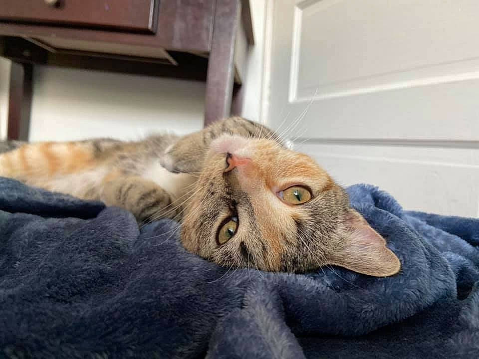 Poppy is registered to the contest to win money with this photo: aegean_cat, asian, carnivore, cat, domestic_short_haired_cat, dragon_li, ear, european_shorthair, eye, fawn, felidae, fur, german_rex, kitten, nap, paw, polydactyl_cat, small_to_medium_sized_cats, tabby_cat, whiskers