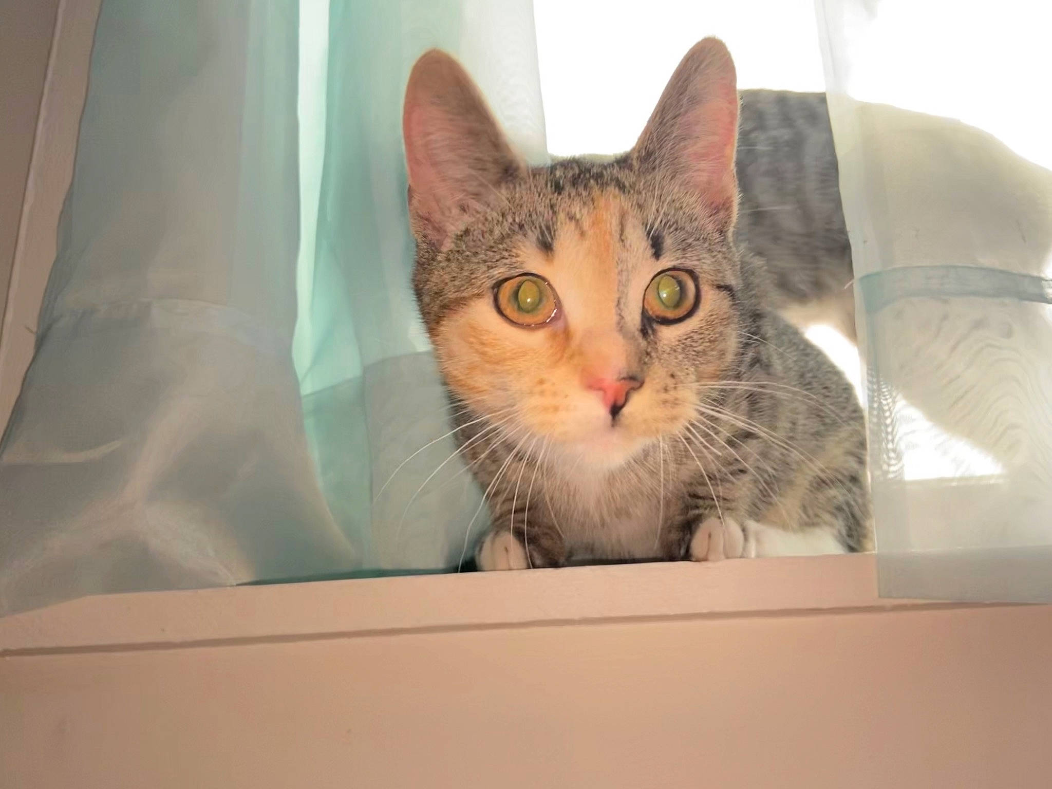 Poppy is registered to the contest to win money with this photo: aegean_cat, american_shorthair, asian, australian_mist, box, carnivore, cat, domestic_short_haired_cat, dragon_li, european_shorthair, eye, felidae, kitten, mammal, ocicat, singapura, small_to_medium_sized_cats, tabby_cat, whiskers, window