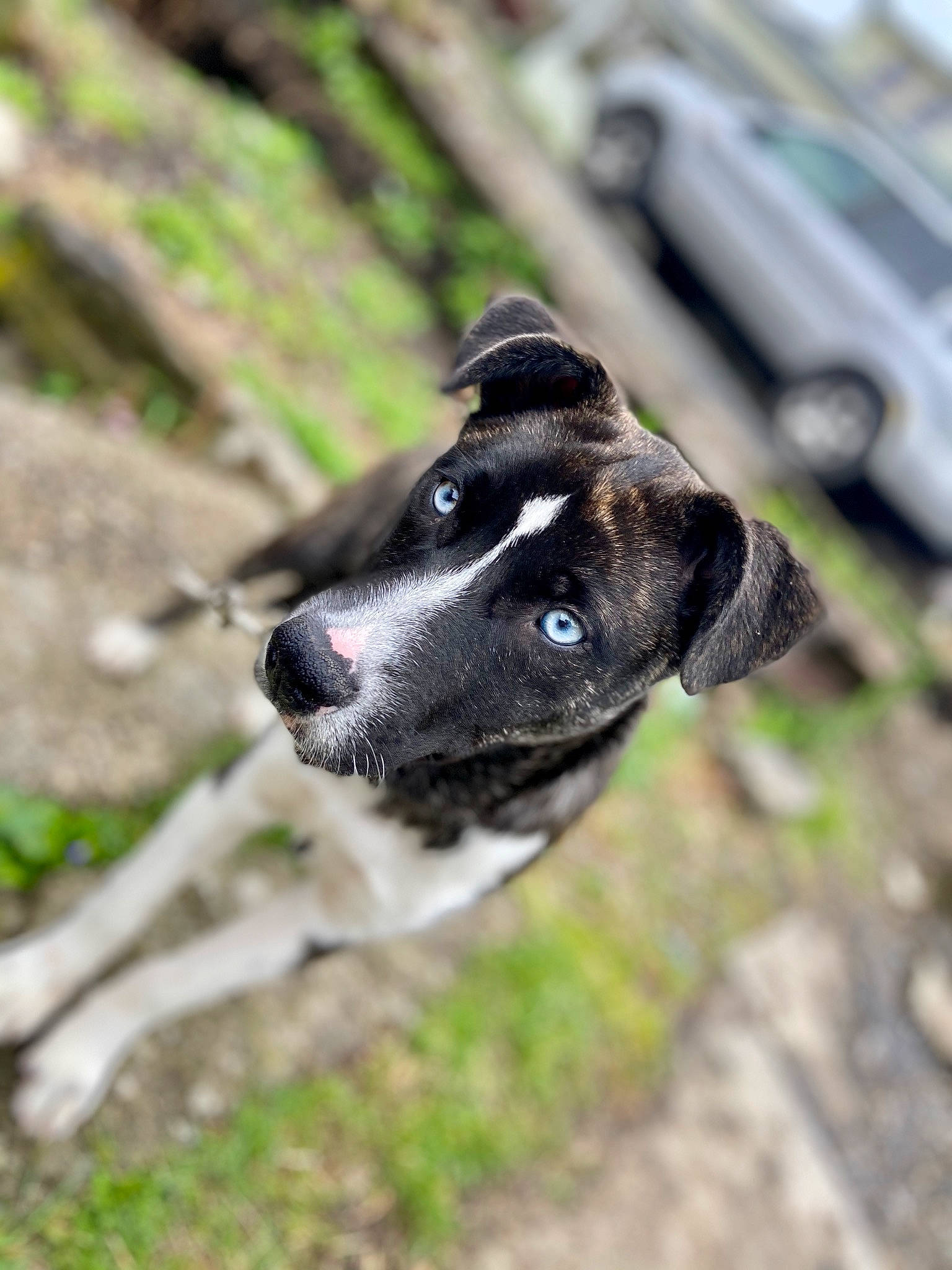 Sapphire is registered to the contest to win money with this photo: adventure, canidae, carnivore, dog, dog_breed, feist, mountain_cur, puppy, rare_breed_dog, snout, sporting_group, street_dog, whiskers