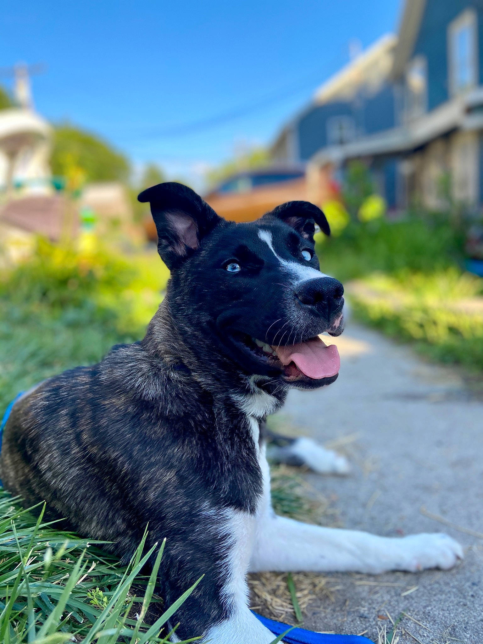 Sapphire is registered to the contest to win money with this photo: akita, canidae, carnivore, companion_dog, dog, dog_breed, grass, mammal, plant, puppy, sky, snout, sporting_group, tail, vertebrate, working_dog