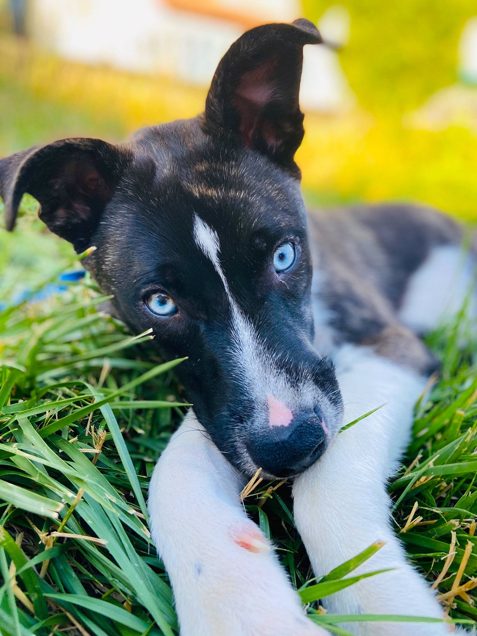 Sapphire joined the competition — help win amazing prizes! canidae, carnivore, dog, dog_breed, fox_terrier, galgo_espanol, grass, greyhound, hortaya_borzaya, mammal, plant, rare_breed_dog, smooth_fox_terrier, snout, vertebrate, whiskers