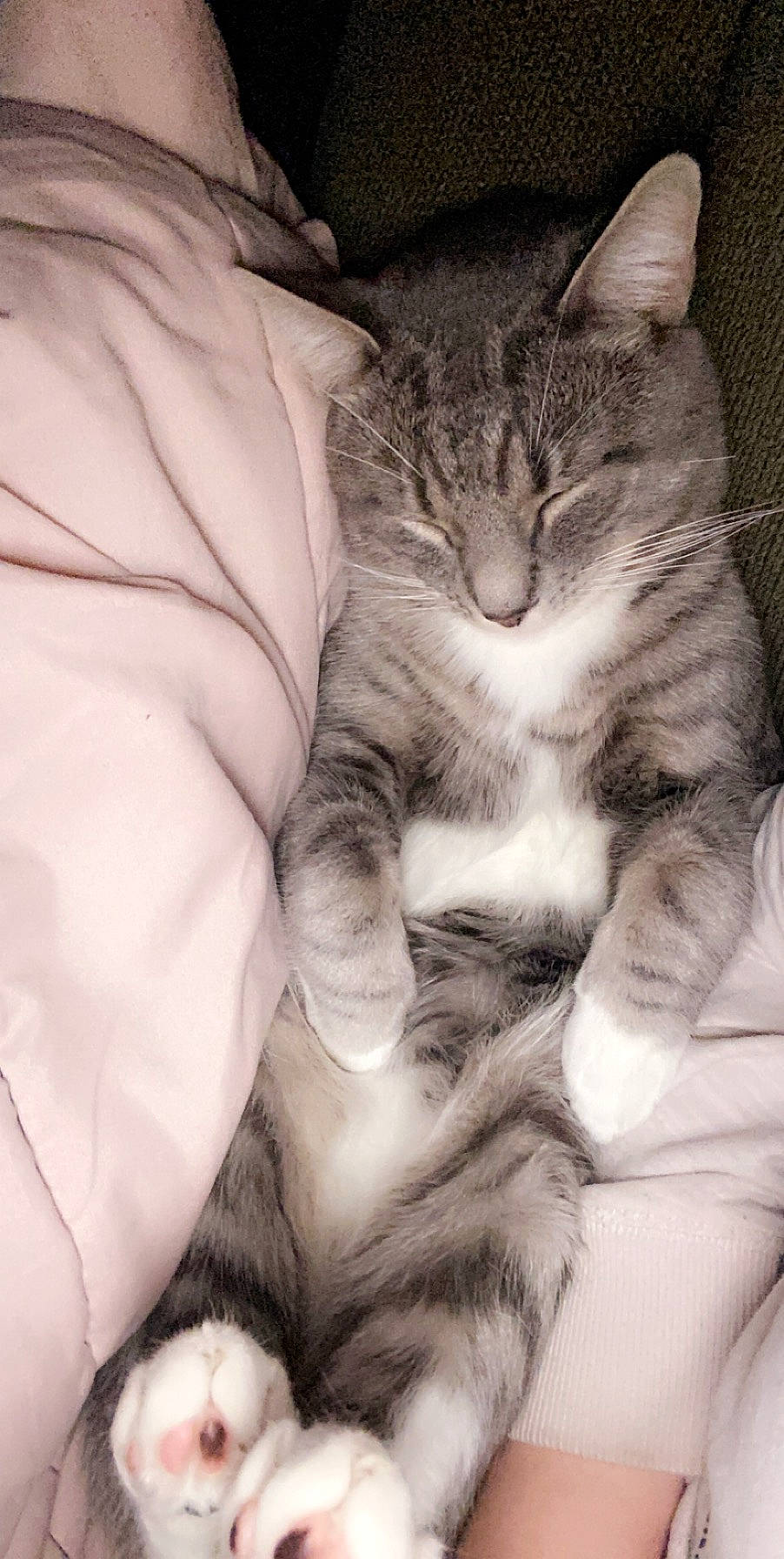 Gerald joined the competition — help win amazing prizes! american_wirehair, asian, black_and_white, carnivore, cat, domestic_short_haired_cat, dragon_li, european_shorthair, eye, felidae, fur, kitten, nap, nose, paw, sleep, small_to_medium_sized_cats, snout, tabby_cat, whiskers