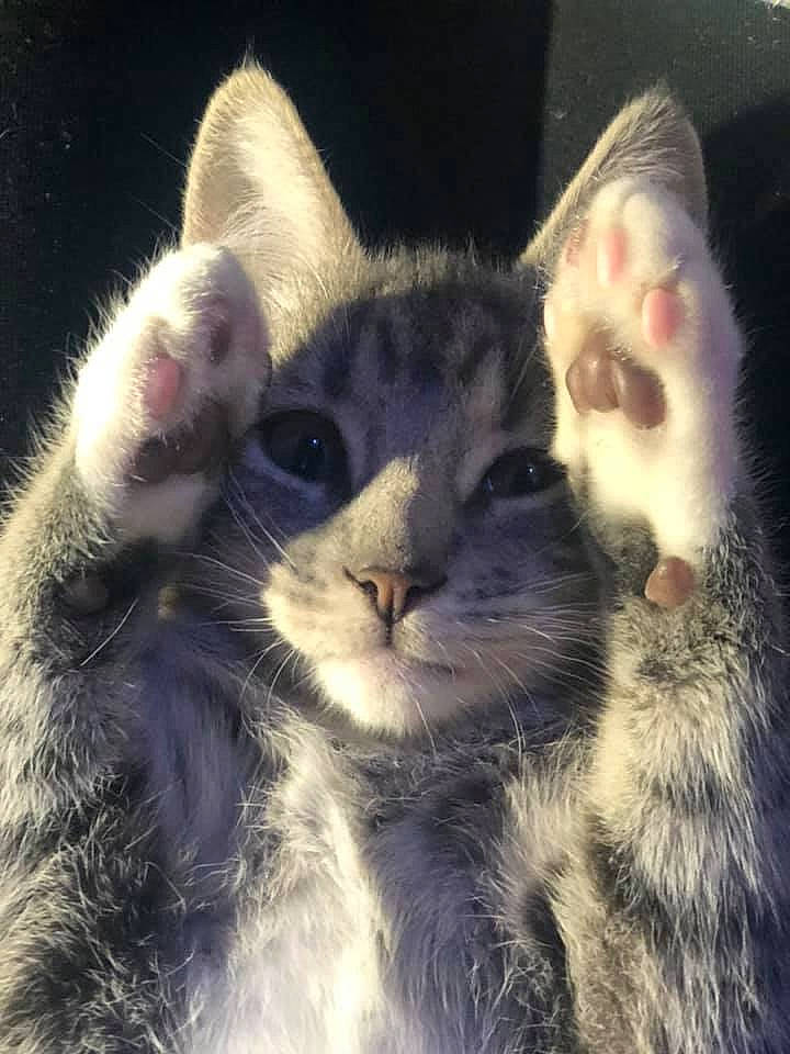 Gerald joined the competition — help win amazing prizes! american_wirehair, carnivore, cat, domestic_short_haired_cat, ear, european_shorthair, felidae, fur, kitten, mammal, oriental_longhair, small_to_medium_sized_cats, snout, tabby_cat, vertebrate, whiskers