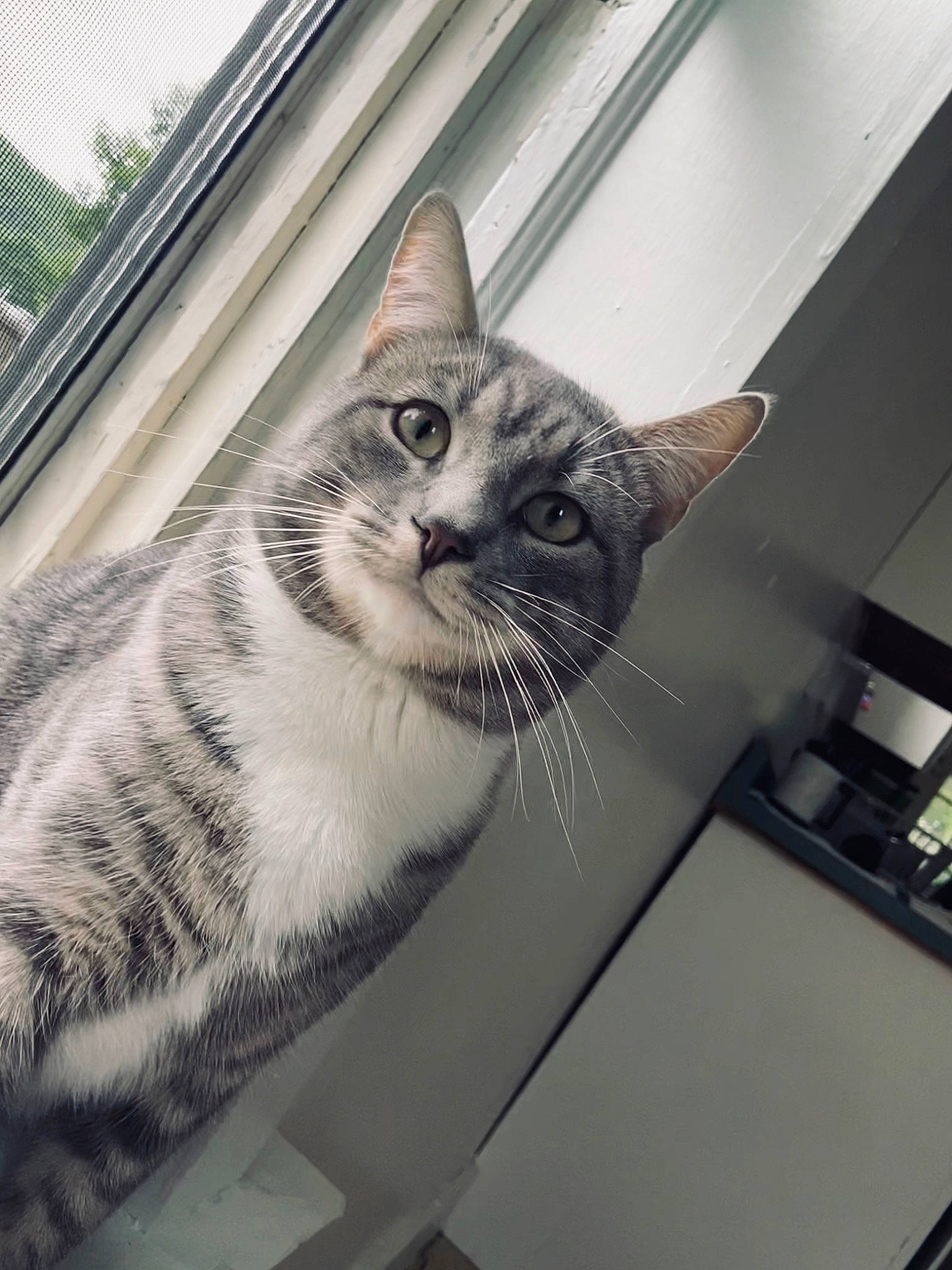 Gerald is registered to the contest to win money with this photo: aegean_cat, american_shorthair, asian, black_and_white, carnivore, cat, domestic_short_haired_cat, dragon_li, european_shorthair, eye, felidae, fur, kitten, photography, small_to_medium_sized_cats, snout, tabby_cat, whiskers, window