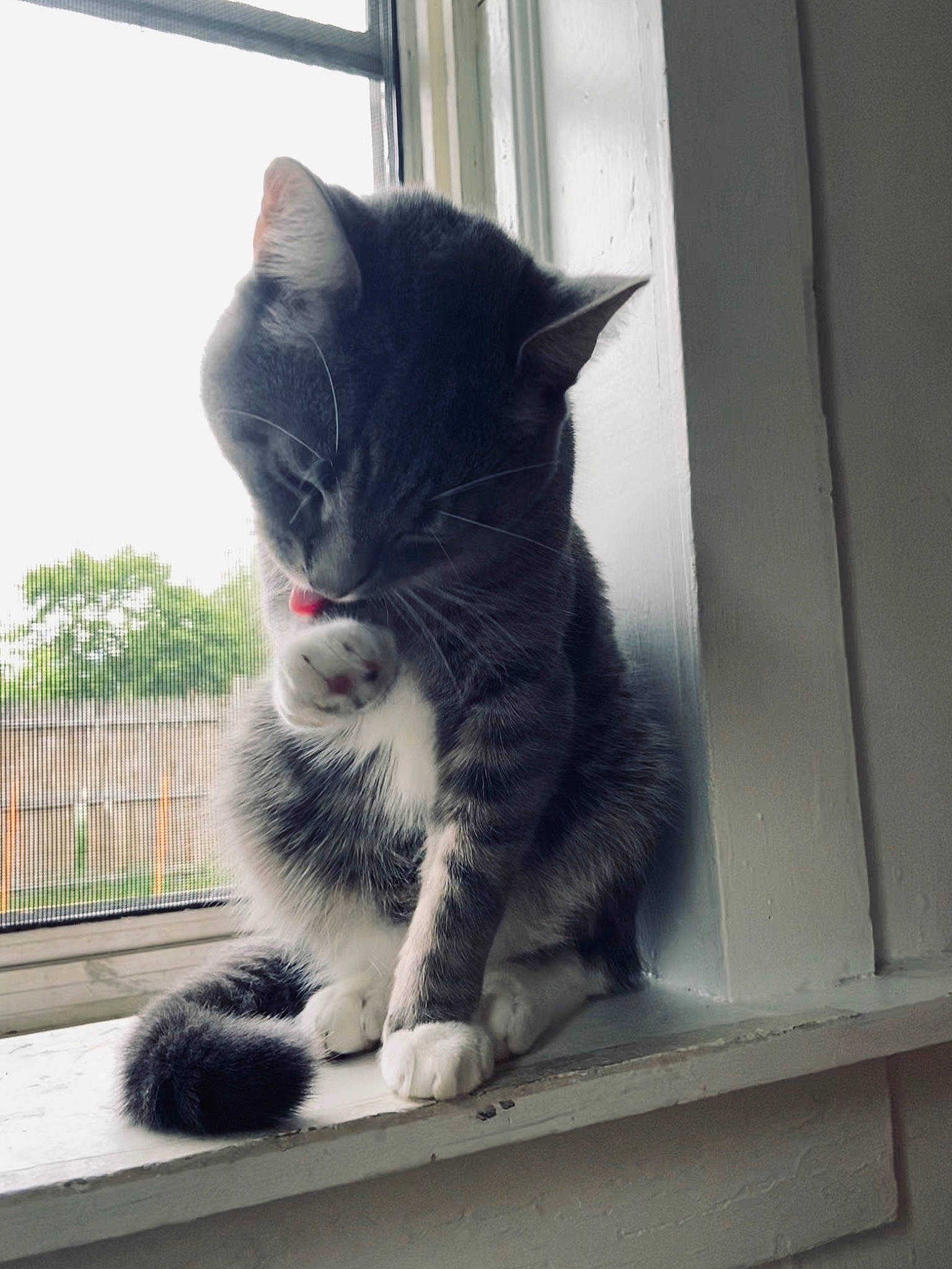 Gerald joined the competition — help win amazing prizes! black_and_white, carnivore, cat, domestic_short_haired_cat, european_shorthair, felidae, fur, kitten, mammal, polydactyl_cat, small_to_medium_sized_cats, snout, whiskers, window